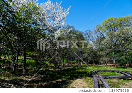 Cherry blossoms in bloom and the wetland observation boardwalk at Aichi Prefectural Forest Park Cherry blossoms in bloom and the wetland observation boardwalk at Aichi Prefectural Forest Park 138975916