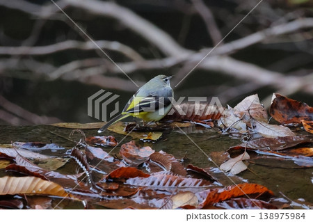 野鳥 野鳥 138975984