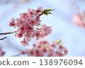春意盎然，河津櫻花盛開。 138976094