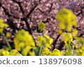 春意盎然，河津櫻花盛開。 138976098