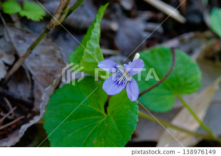 淡紫色花：紫堇（堇菜科） 138976149