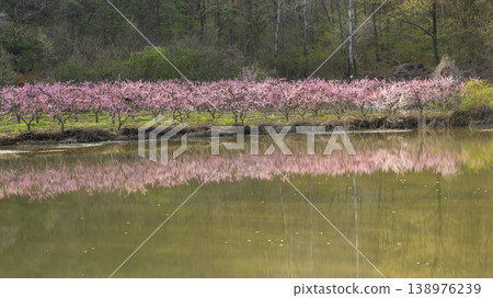 Gyeongsan Homyeongji Gyeongsan Homyeongji 138976239