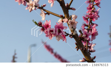 Gyeongsan Homyeongji 138976313