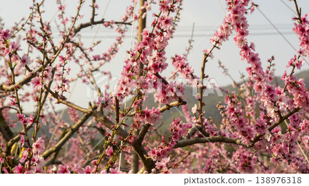 Gyeongsan Homyeongji 138976318