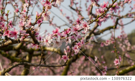 Gyeongsan Homyeongji 138976322