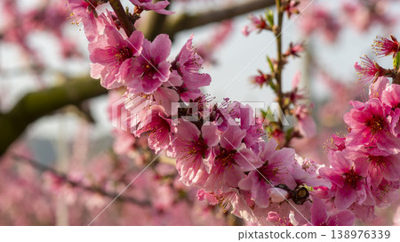 Gyeongsan Homyeongji 138976339