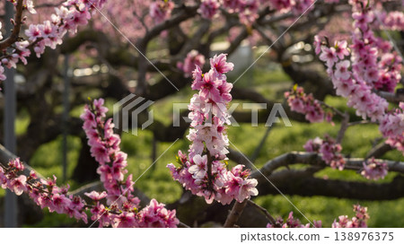 Gyeongsan Homyeongji 138976375