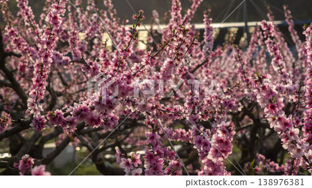 Gyeongsan Homyeongji 138976381