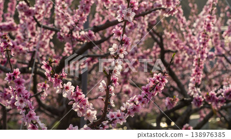 Gyeongsan Homyeongji 138976385