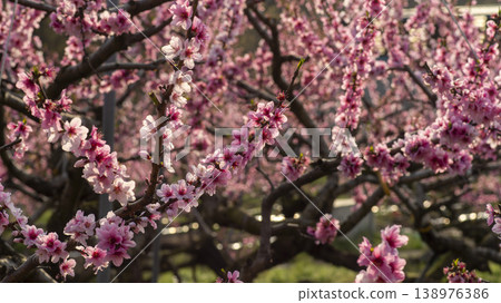 Gyeongsan Homyeongji 138976386