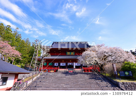 日光市,日光山輪王寺,三佛堂:盛開的金剛櫻。 日光市,日光山輪王寺,三佛堂:盛開的金剛櫻。 138976412