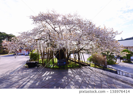 日光市,日光山輪王寺,三佛堂:盛開的金剛櫻。 日光市,日光山輪王寺,三佛堂:盛開的金剛櫻。 138976414