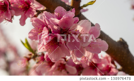 Gyeongsan Homyeongji 138976478