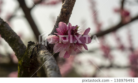 Gyeongsan Homyeongji 138976491