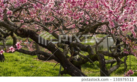 Gyeongsan Homyeongji 138976513