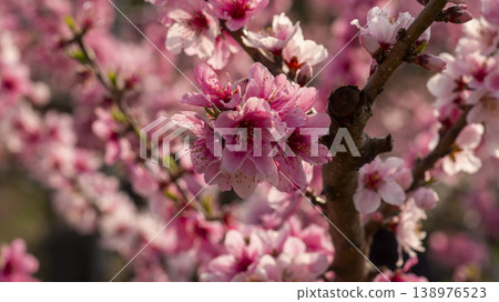 Gyeongsan Homyeongji 138976523