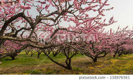 Gyeongsan Homyeongji 138976561