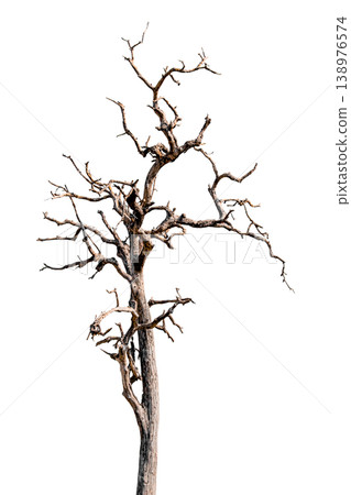 The tree is dry and dead isolated on transparent background. The tree is dry and dead isolated on transparent background. 138976574
