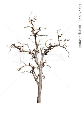 The tree is dry and dead isolated on transparent background. The tree is dry and dead isolated on transparent background. 138976575