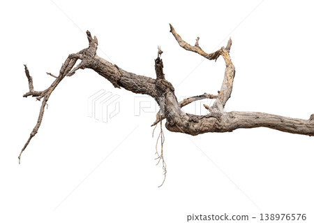 Dry branches isolated on a transparent background. Dry branches isolated on a transparent background. 138976576