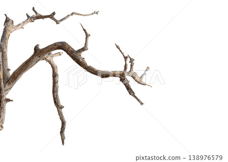 Dry branches isolated on a transparent background. Dry branches isolated on a transparent background. 138976579