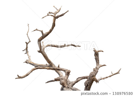 Dry branches isolated on a transparent background. Dry branches isolated on a transparent background. 138976580
