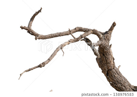 Dry branches isolated on a transparent background. Dry branches isolated on a transparent background. 138976583