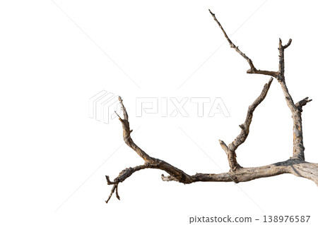 Dry branches isolated on a transparent background. Dry branches isolated on a transparent background. 138976587