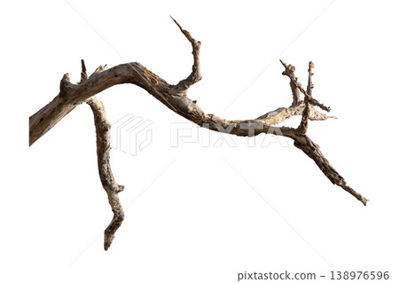 Dry branches isolated on a transparent background. Dry branches isolated on a transparent background. 138976596