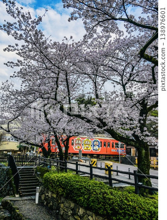 The first train of the day on the Ohmi Railway, bound for Omihachiman, runs through the cherry blossoms. 138976601