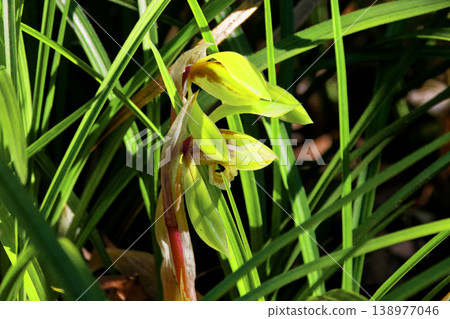 Blooming of the wild orchid, the orchid family Blooming of the wild orchid, the orchid family 138977046