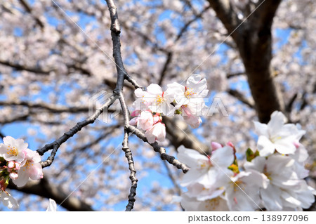 櫻花,櫻花,櫻花 櫻花,櫻花,櫻花 138977096