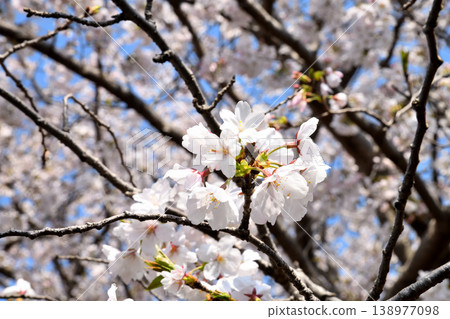 Sakura, Sakura, Sakura Sakura, Sakura, Sakura 138977098