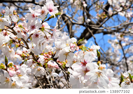 Sakura, Sakura, Sakura Sakura, Sakura, Sakura 138977102