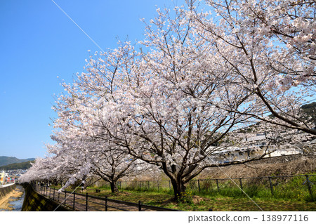 Sakura, Sakura, Sakura Sakura, Sakura, Sakura 138977116