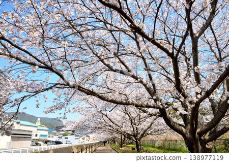 Sakura, Sakura, Sakura Sakura, Sakura, Sakura 138977119