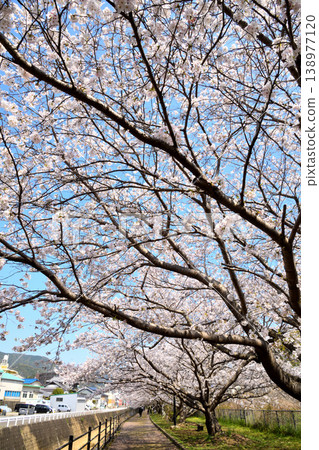 Sakura, Sakura, Sakura Sakura, Sakura, Sakura 138977120