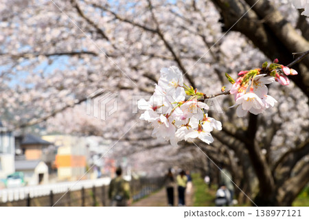 Sakura, Sakura, Sakura Sakura, Sakura, Sakura 138977121
