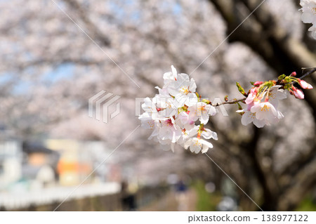櫻花，櫻花，櫻花 138977122