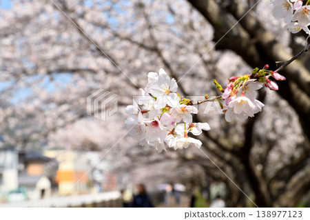 櫻花，櫻花，櫻花 138977123