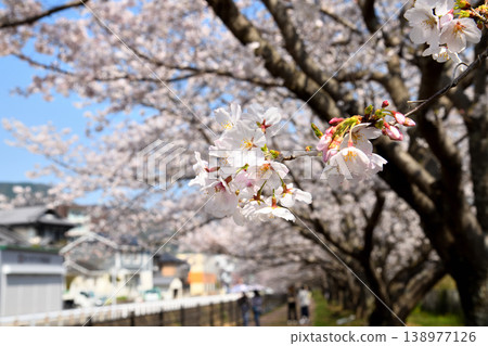 Sakura, Sakura, Sakura Sakura, Sakura, Sakura 138977126