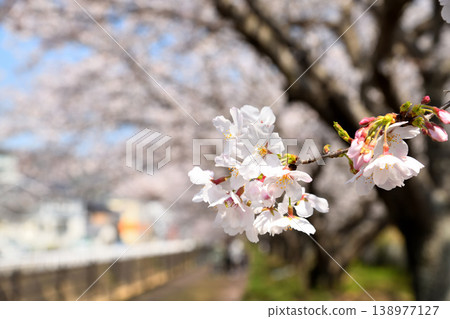 Sakura, Sakura, Sakura Sakura, Sakura, Sakura 138977127