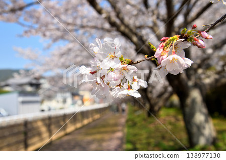 Sakura, Sakura, Sakura Sakura, Sakura, Sakura 138977130