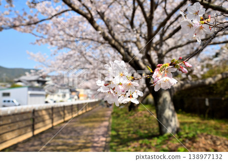Sakura, Sakura, Sakura Sakura, Sakura, Sakura 138977132
