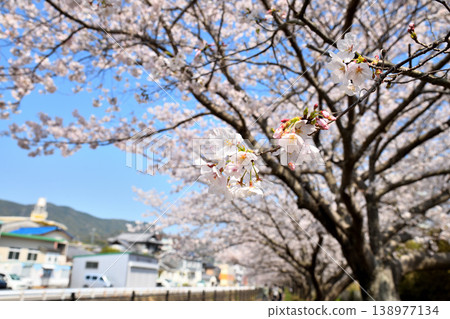 Sakura, Sakura, Sakura Sakura, Sakura, Sakura 138977134