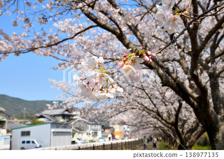 Sakura, Sakura, Sakura Sakura, Sakura, Sakura 138977135