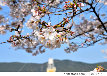 Sakura, Sakura, Sakura Sakura, Sakura, Sakura 138977143