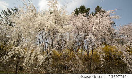 Seoul National Cemetery 138977354
