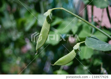 Snap pea fruit 138977426
