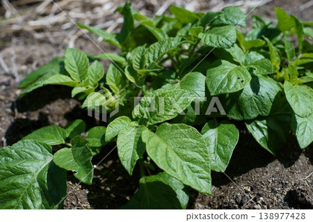 Potato (Danshaku variety) sprouts Potato (Danshaku variety) sprouts 138977428